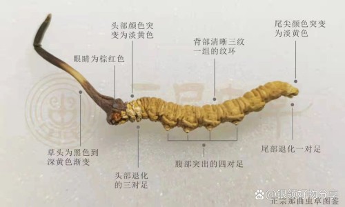 毛茛草药图片-毛茛草药用网- 毛棯药用功能知识,分享毛茛药用功效大全